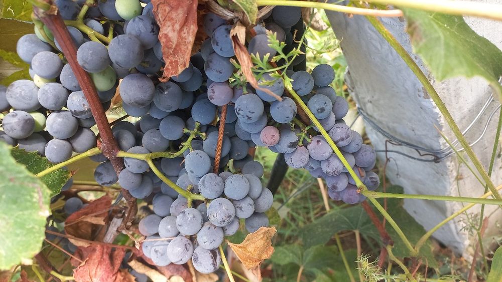 Strugurii capsunica parfumata de vânzare și prune pt țuică!!!
