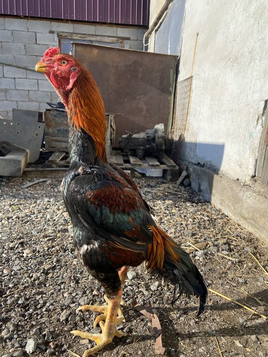 Продам дакана китаец