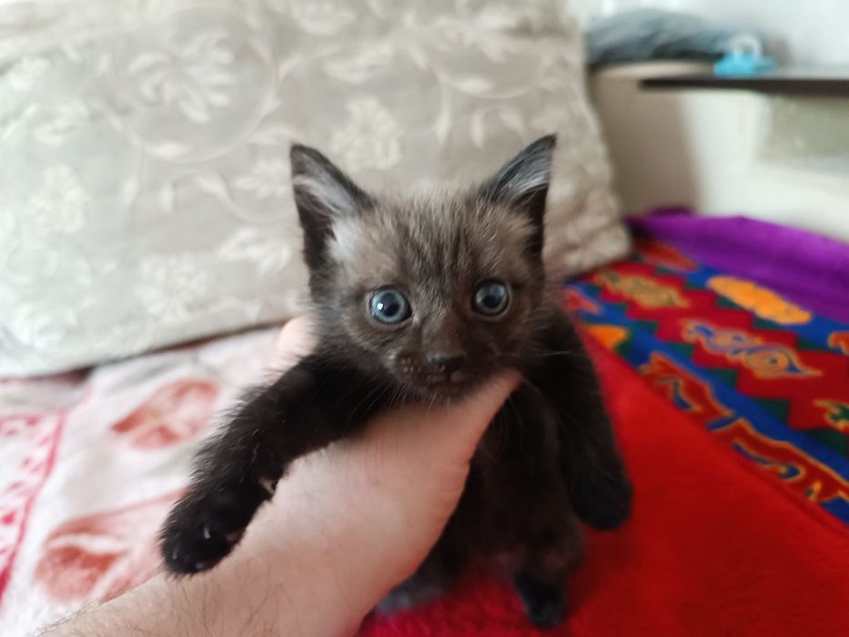 Отдам котят(мальчики)