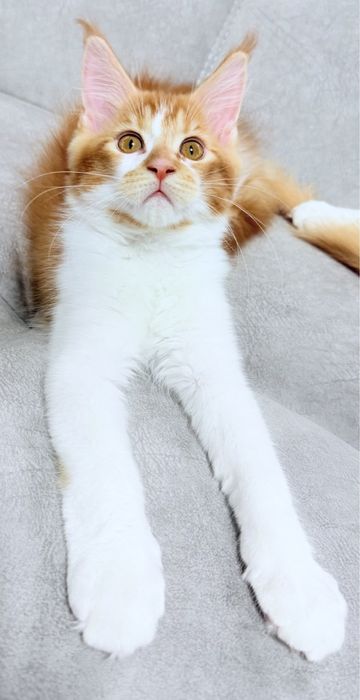 Кот мейн кун, 3 месяца