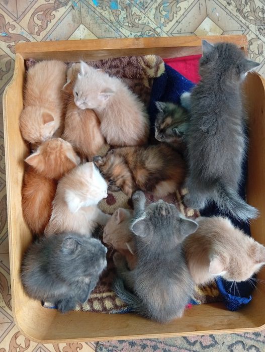 Отдам котят в добрые руки!