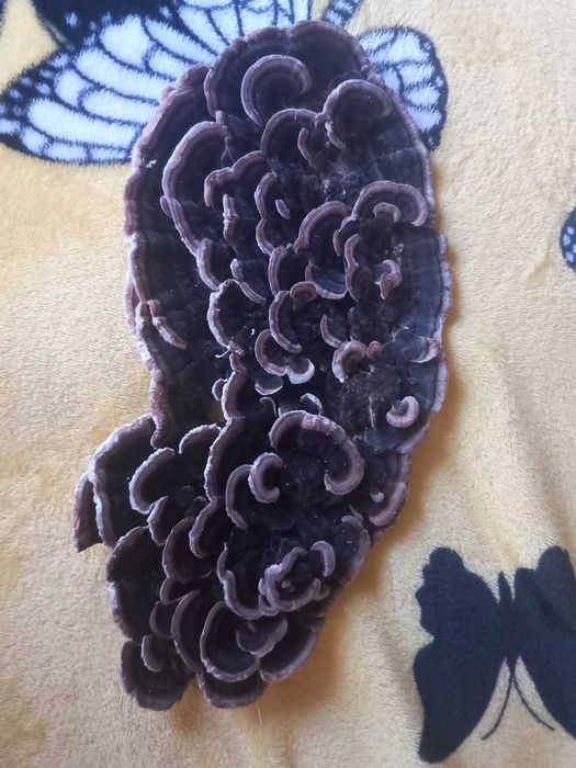 Ciuperci medicinale coada curcanului