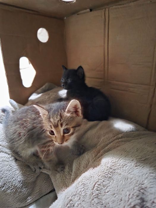 Отдам котят бесплатно