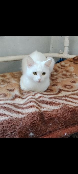 Отдам белоснежную кошечку