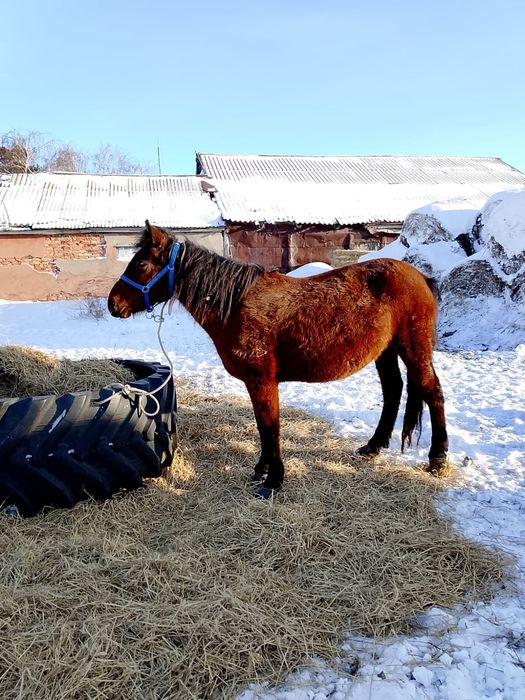 Продам лошадь с жеребенком