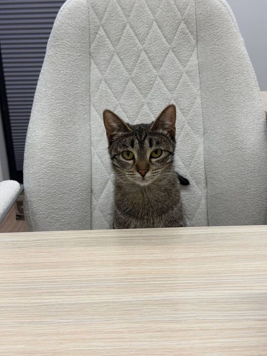 Котенок девочка кастрат
