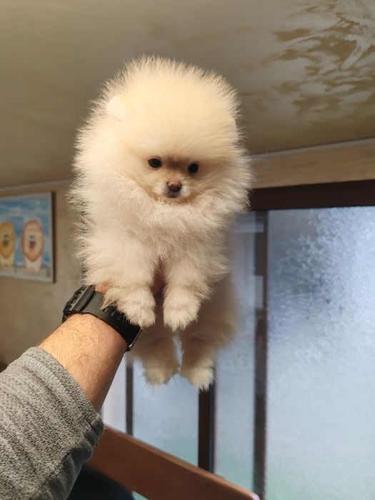 Померан мини женски.