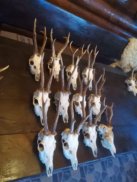 Trofee căprior disponibile