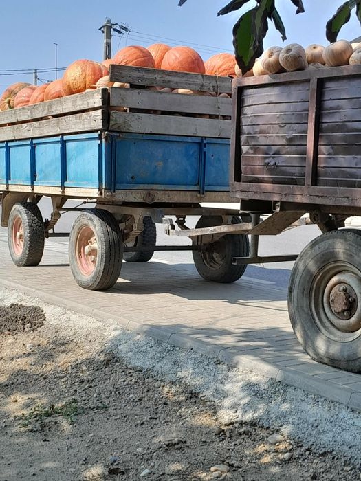 Vand dovleci placintari si Halloween
