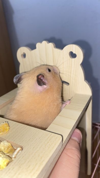 Хомяк вместе с клеткой