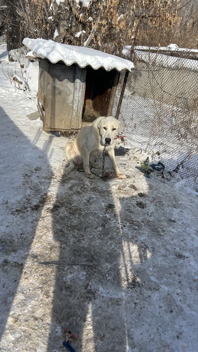Предлагается к продаже сука алабай