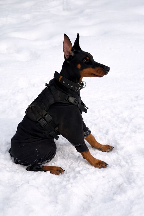 Продам добермана мальчик 8 месяцев