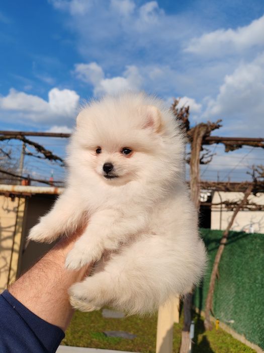 Померан мини мъжко на три месеца