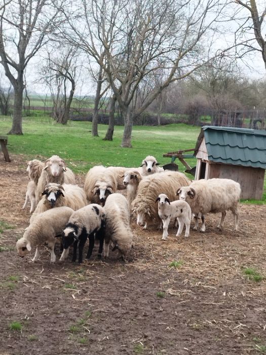 Oi țurcane  cu miei langa ele