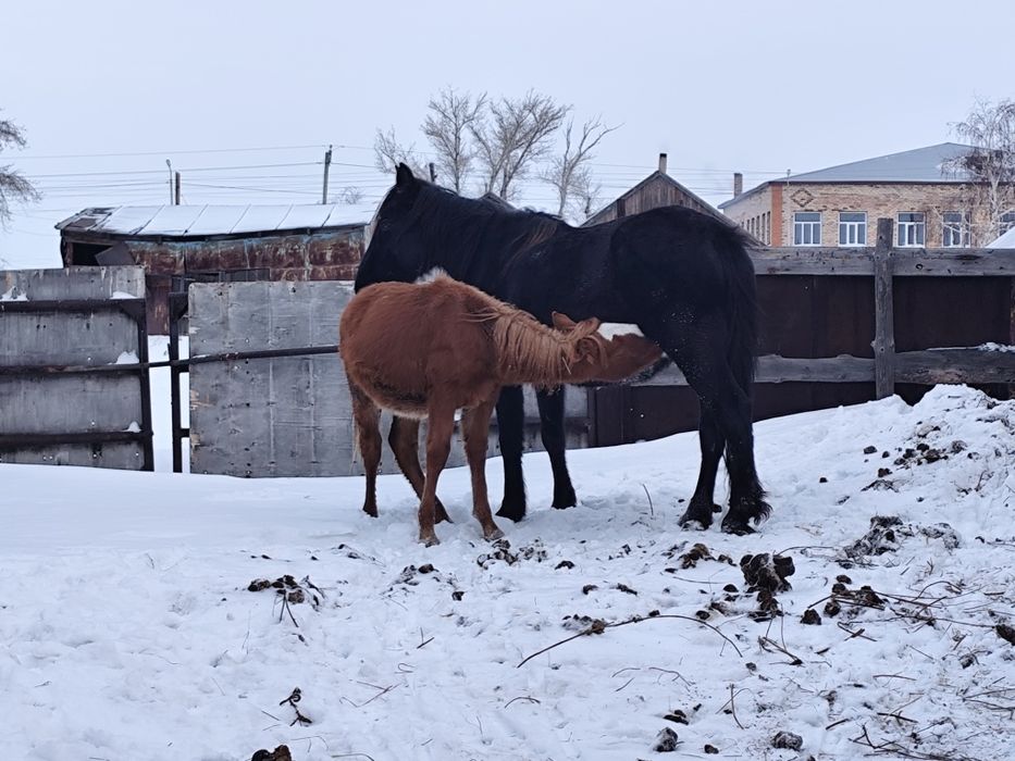 Продам жеребчик 9 Месяцев