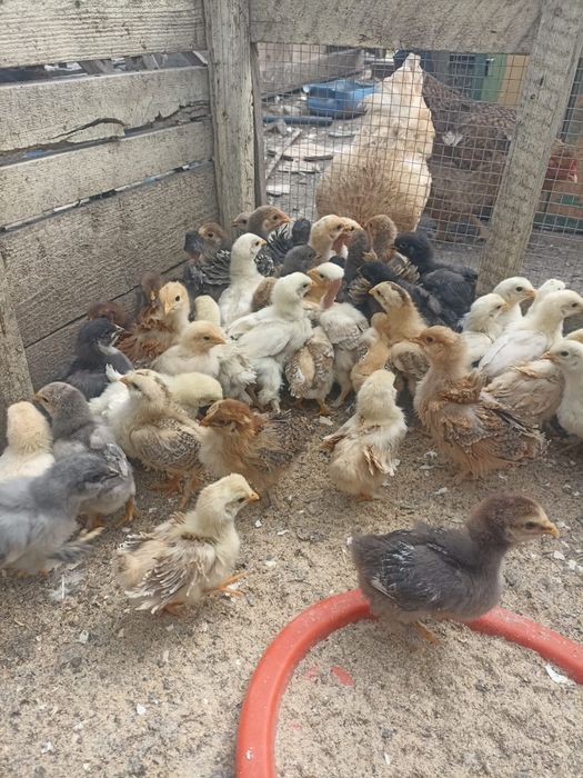 Vând puișiori de curte