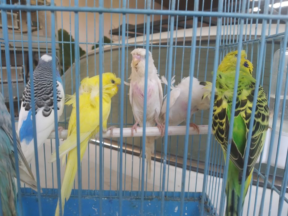 Валнистий бабочка папугай