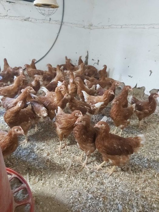 Puicute ouatoare /pui gaina rasa oua / pui albi de carne/găini outoare