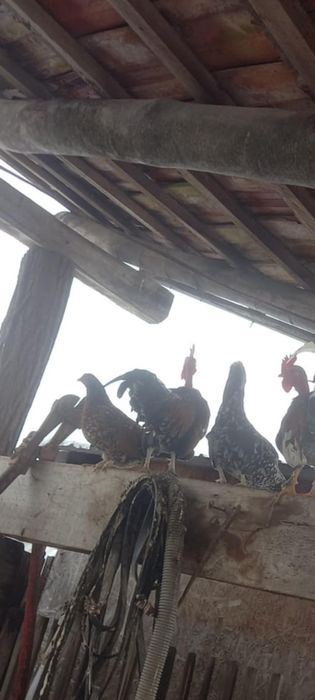 Găini americane de vânzare