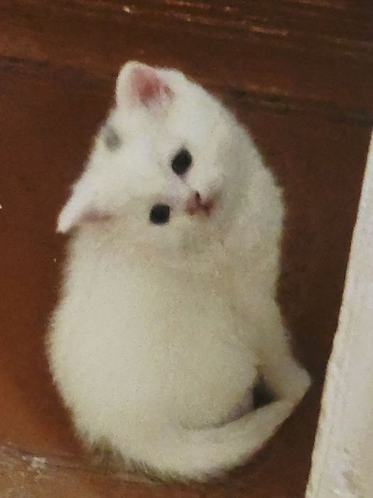 Toza qonli Scottish fold va straytlar sotiladi
