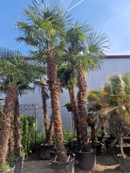 Plante Decorative Viguroase – Livrare Rapidă și Montaj Inclus