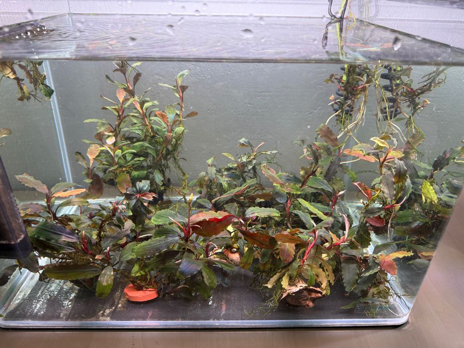 Plante acvariu bucephalandra