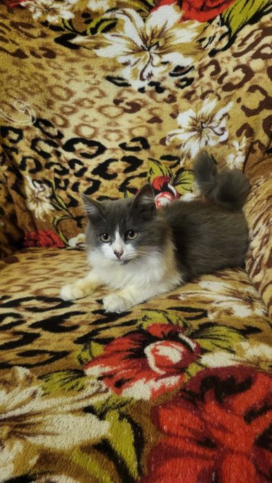 Отдам котят в добрые руки