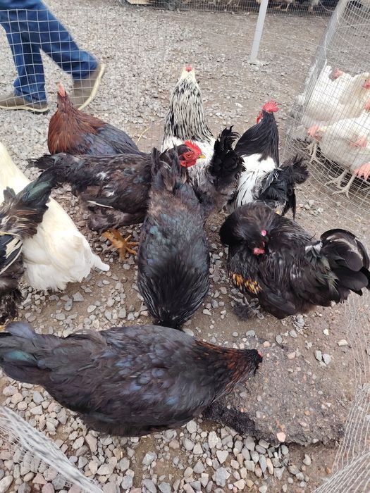 Xoroz sotiladi 120.000