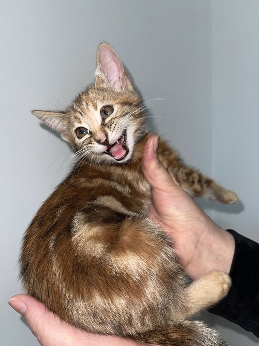 Бенгальский котёнок