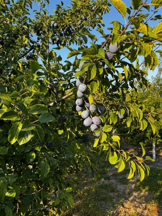 Prune de vanzare pt tuica si piata