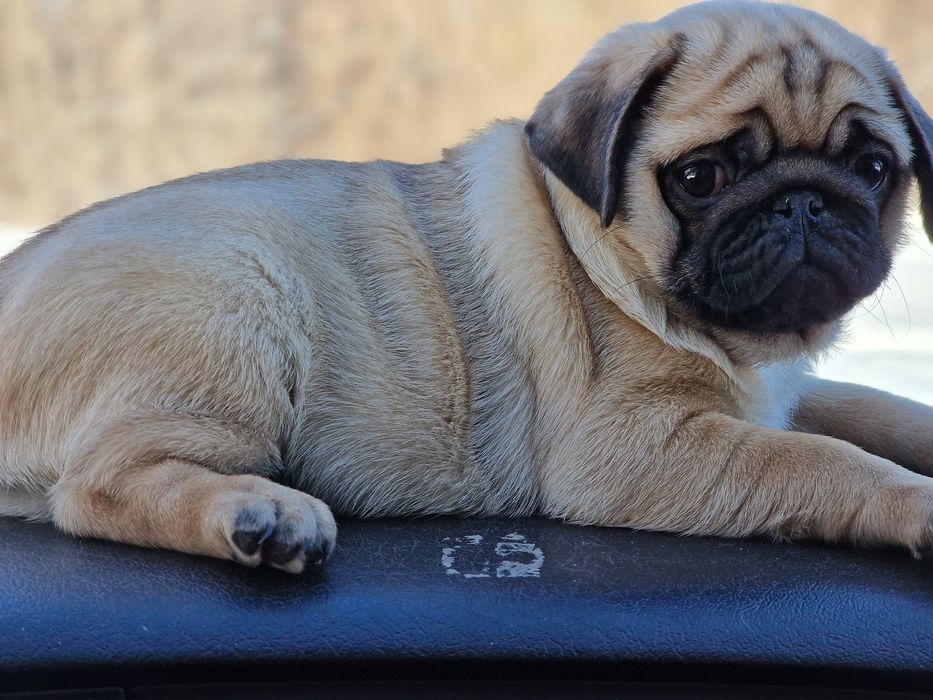 Шикарные щночки мопсика