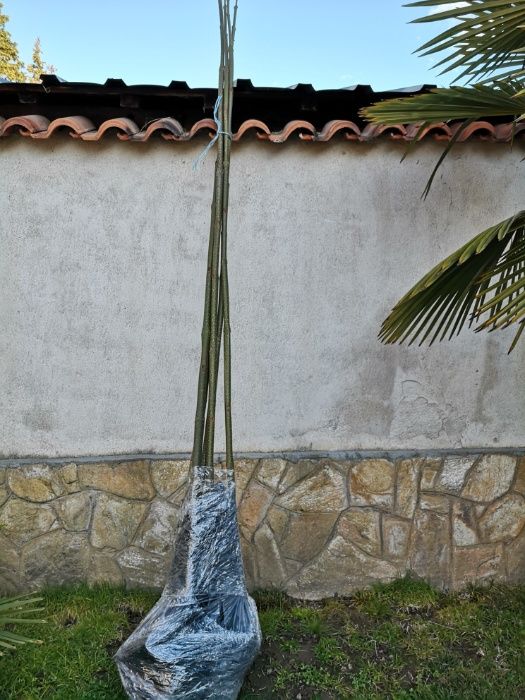 Пауловния Томентоса и Шан Тонг - двугодишни фиданки.