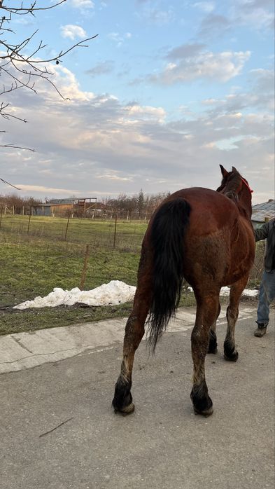 Vând cal castrat de 6 ani