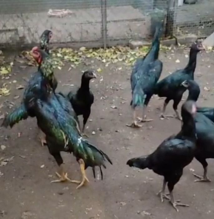 Дакан шамо 3 ойликдан 7 ойликкача макиен жужалари сотилади.