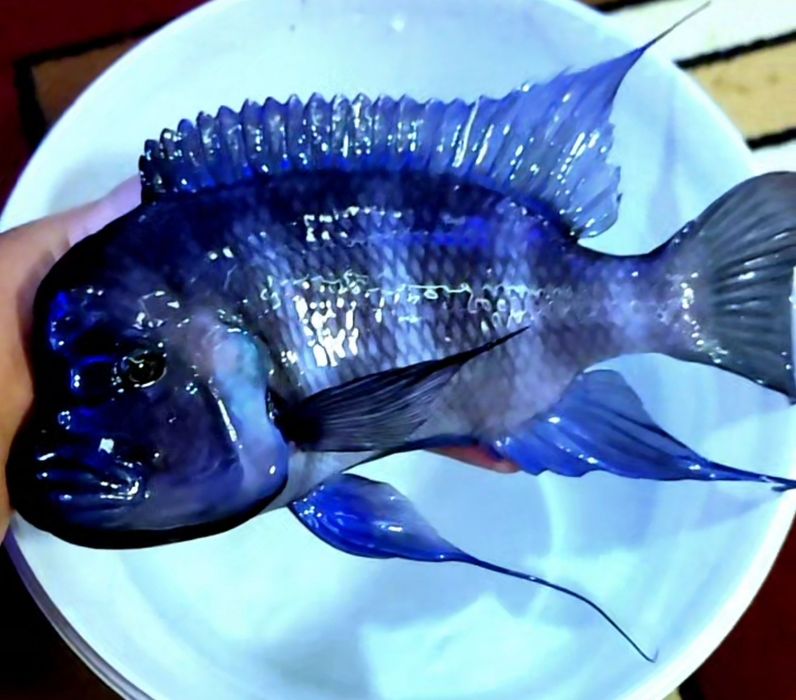 Продам самца Cphotilapia Gibberoza Blue Zaire Moba.