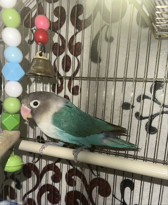 Попугай Неразлучник