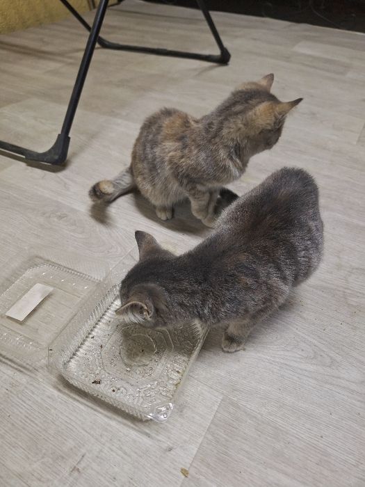 Миленькие котята