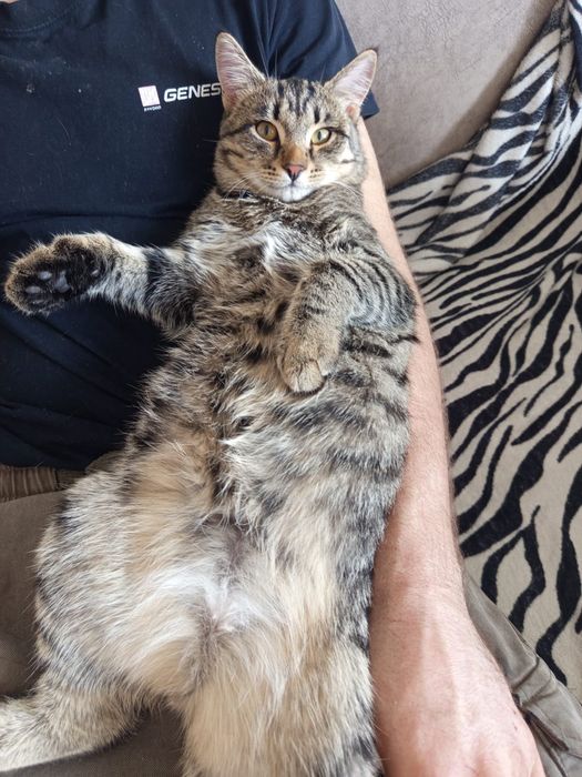 Отдам кота в хорошие руки