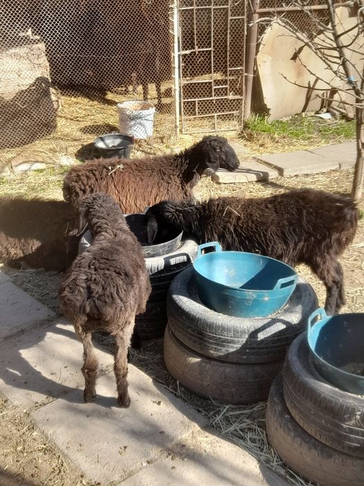 Кузилар бор 5та биттаси кучкорча