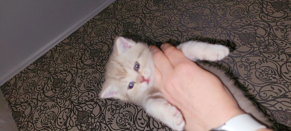 Продается котенок девочка шотландка