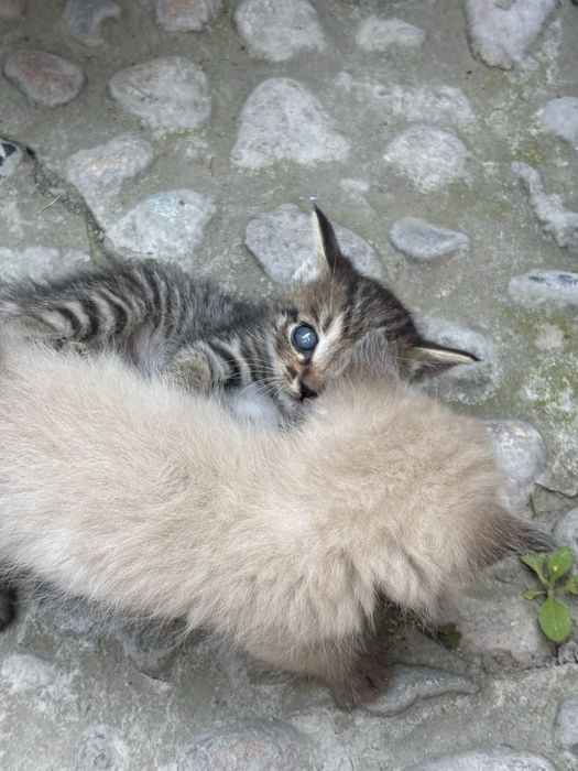 Отдам котят в хорошие руки