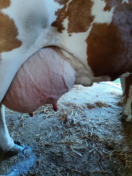 Vând vaca de lapte