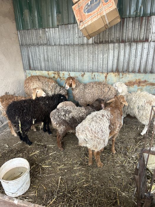 Кой сатылады