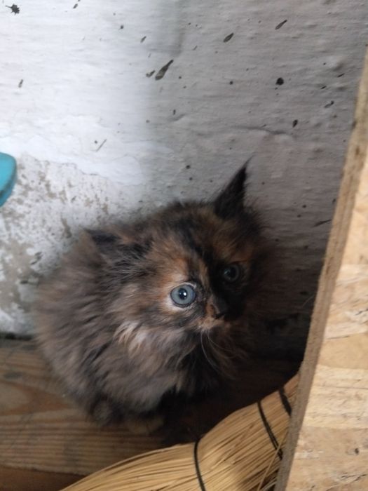 Отдам котёнка  в добрые руки