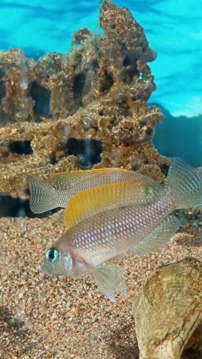 Мальки неолампрологус крапчатохвостый