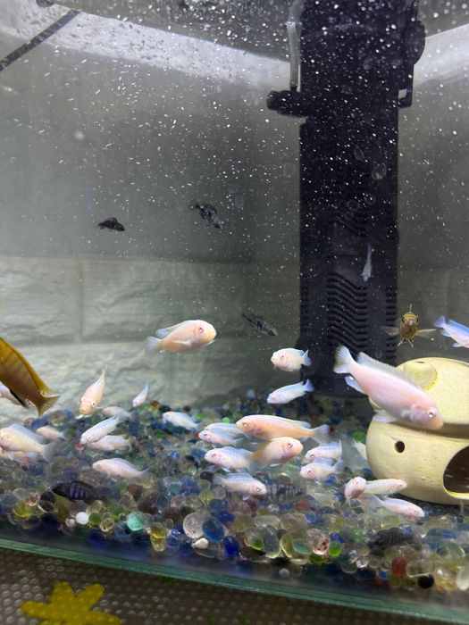 Цихлиды «снежный принц» , мальки и врослые особи