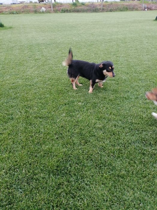 Подаряват се кученца