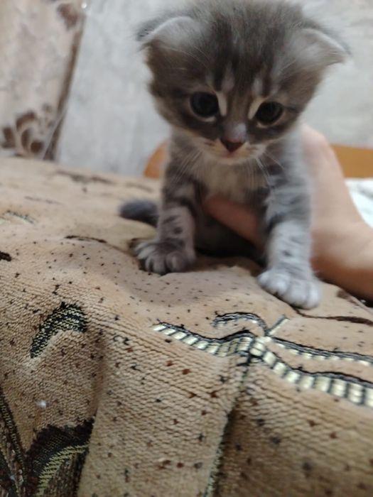 Шотландский котенок