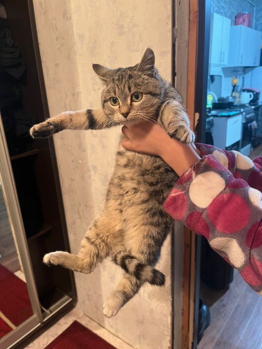 Отдам кошку в добрые руки