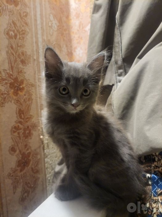 Продаётся котёнок мальчик